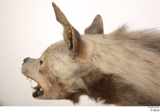 Striped Hyena Hyaena hyaena head neck 0003.jpg